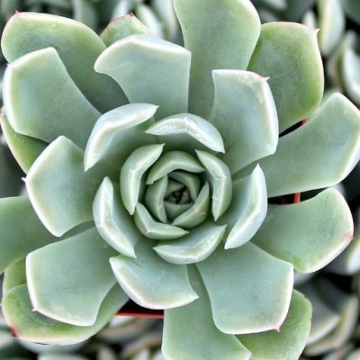 echeveria-blue-fairy__72523.1499898804.555.555